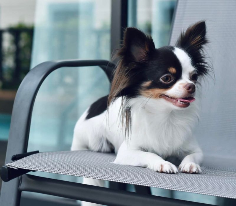Pet Friendly